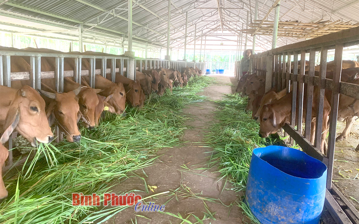 Dự án ứng dụng KH&CN trong chăn nuôi bò thịt chất lượng cao tại Bình Phước, thuộc chương trình nông thôn miền núi của Bộ KH&CN, được thực hiện tại Hợp tác xã Chăn nuôi gia súc Bù Đốp đang phát huy hiệu quả tốt